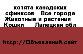 котята канадских сфинксов - Все города Животные и растения » Кошки   . Липецкая обл.